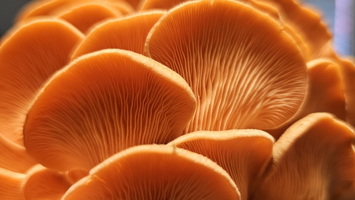 Pink Oyster mushrooms.