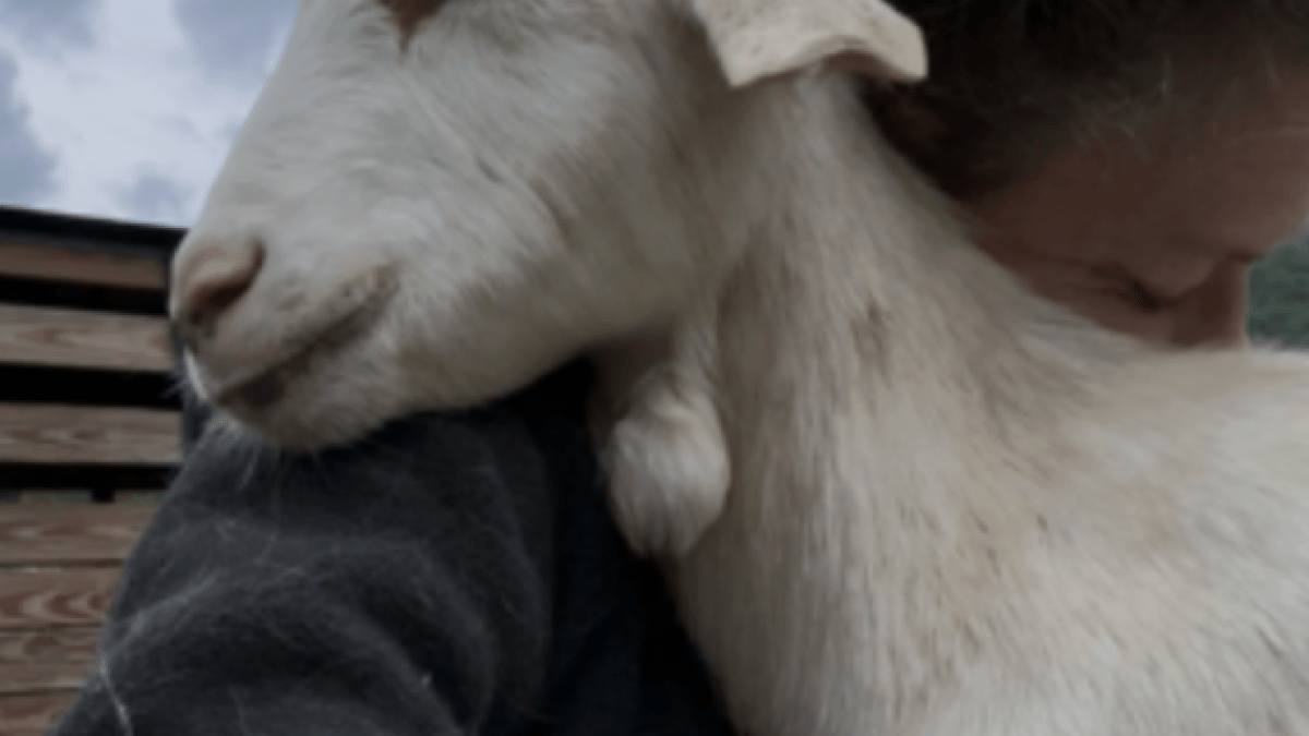 Sharing a quiet moment with Perry, one of the goats I've spent years caring for. Building trusting relationships with individual animals is at the heart of why I'm seeking a long-term farm where they can live safely and where I can continue providing thoughtful, daily care.