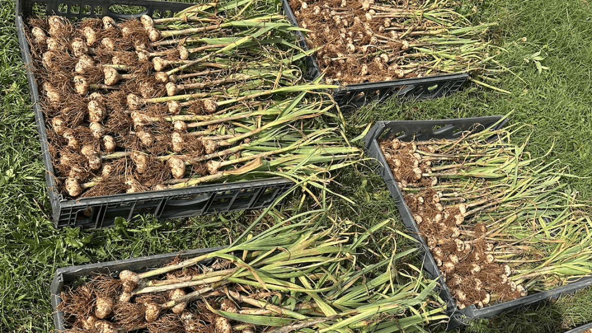 garlic harvest - 6 trays