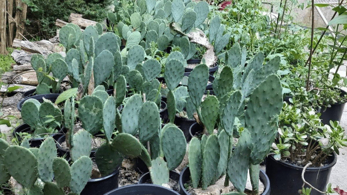 Prickly pear patch (ask me why we love them!)