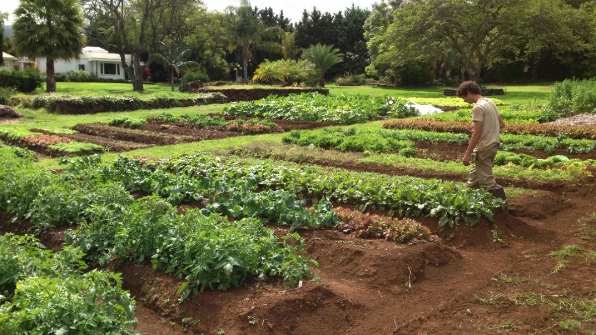 This is one of our farms we built by hand on Maui, Hawaii.