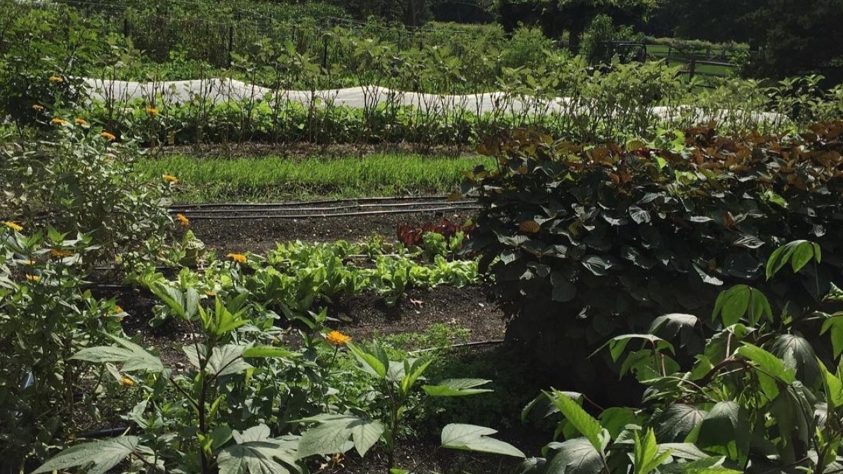 Veggie Gardens
