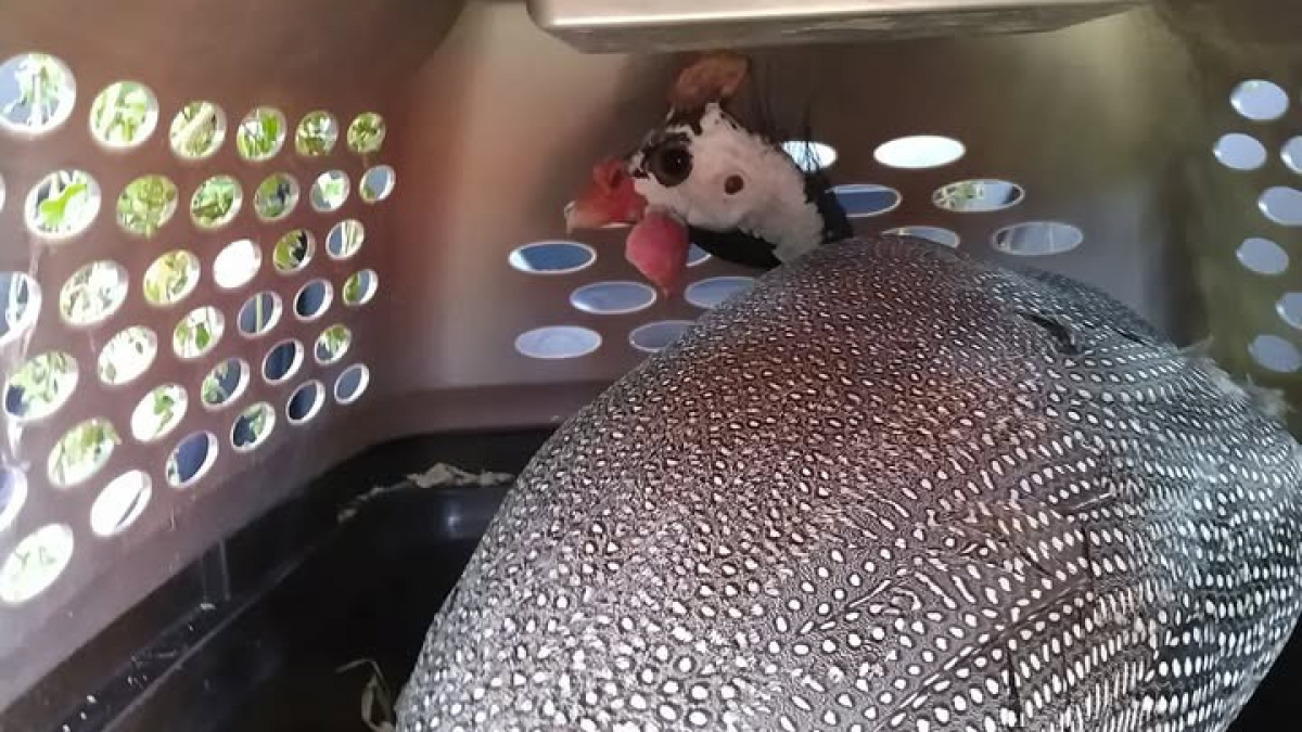 Guinea hen.  Separating couples is heart breaking.  The female calls come back 😭