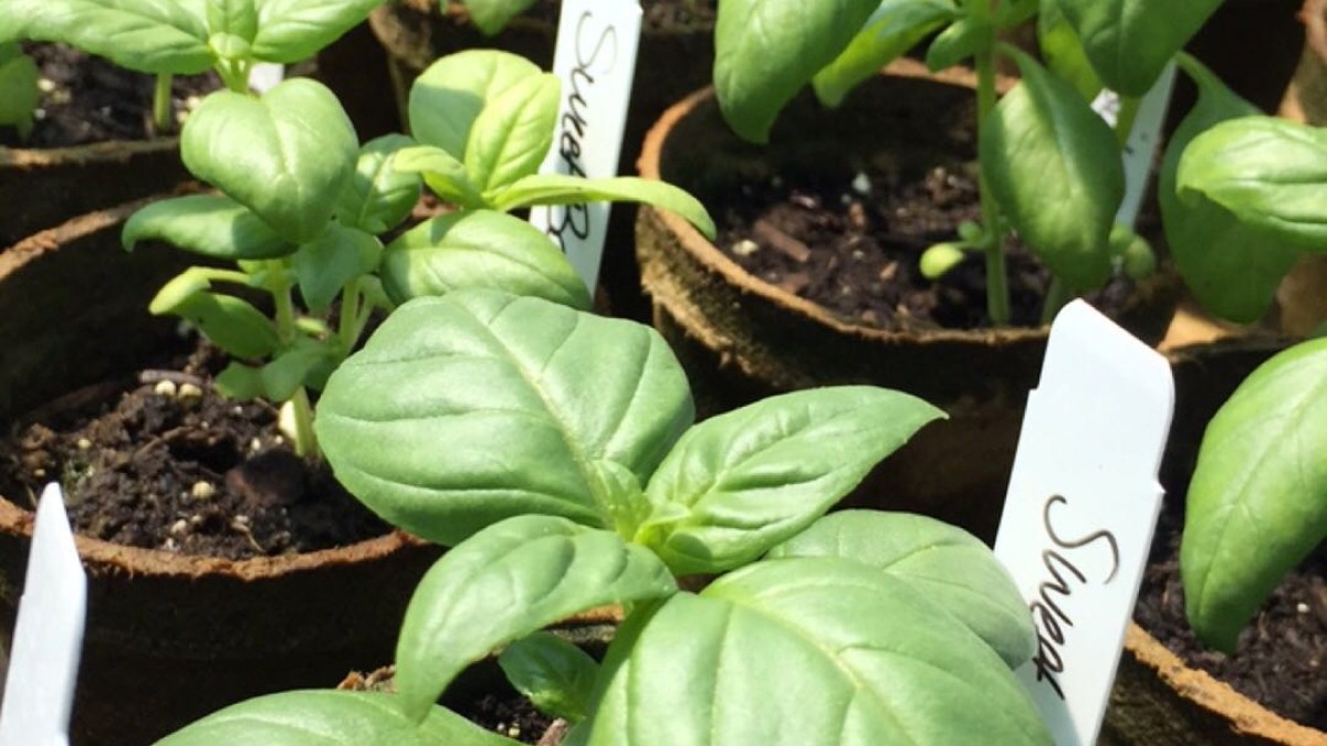 Herbs started from seed in 10x48 hoop house