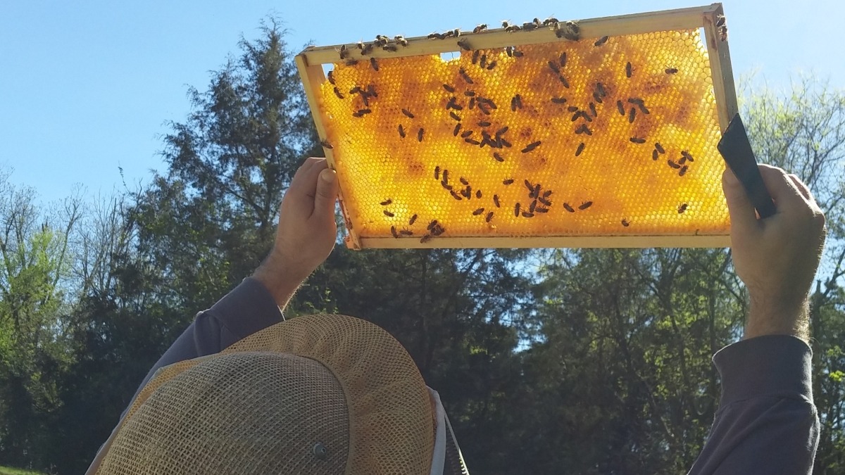 Honey