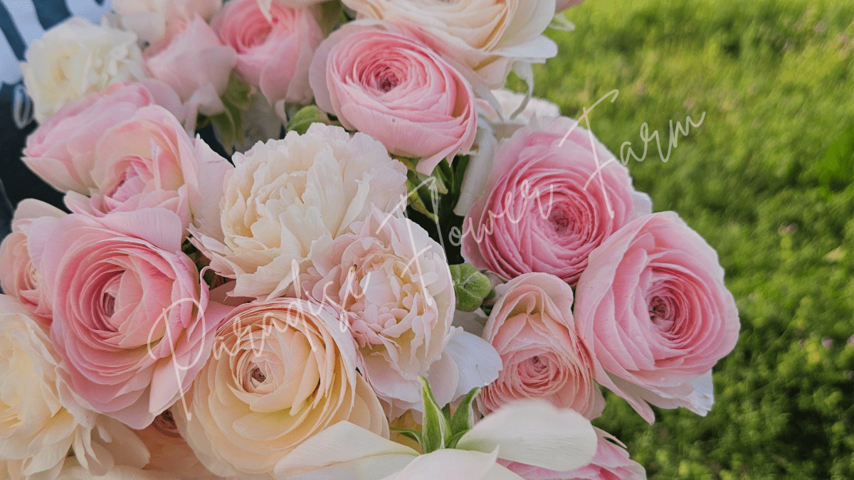 pink ranunculus