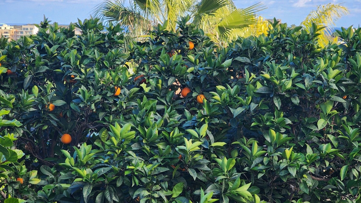 Tangerine tree