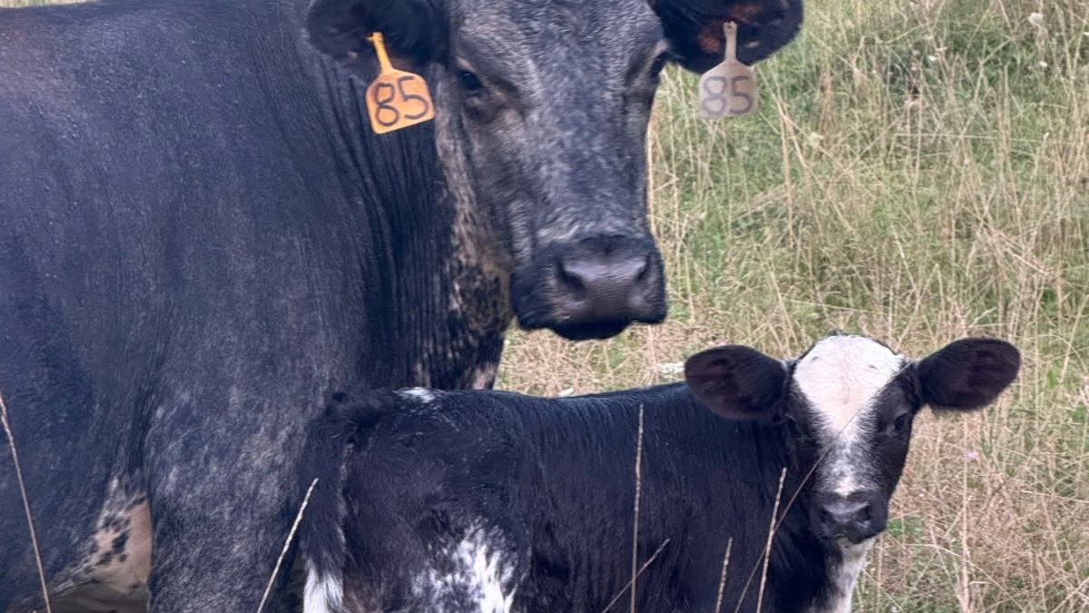 I love my cows and calving is very rewarding!