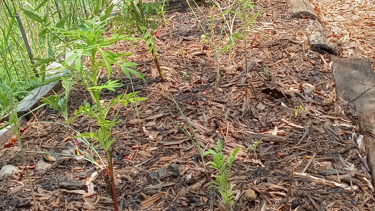 Small in ground garden bed growing tomatoes and marigolds 