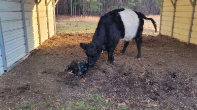 New calf