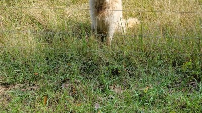 Great Pyrenees and sheep 