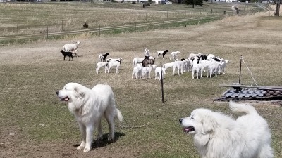 Dogs and sheep 