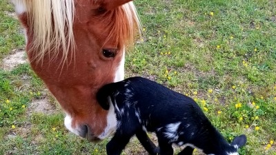 Horse and new lamb