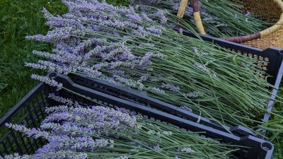 lavender haul