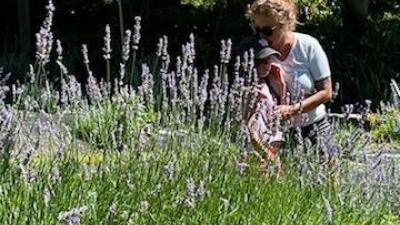 lavender area