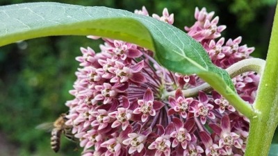 milkweed growing on property