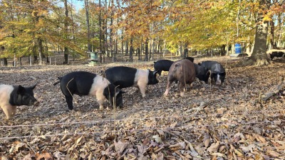 Pigs in the woods