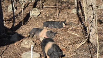 Pigs sunbathing. 