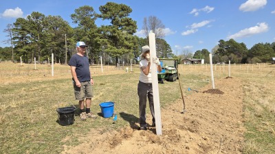 Silvopasture tree planting with tree protection tubes.