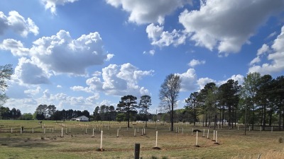 160 trees planted in silvopasture area.