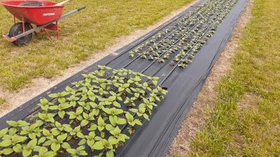 Flower production