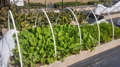 Raised beds with blueberry bush field in background