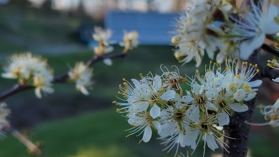 orchard, greenhouse in background