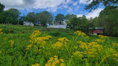 Zizia, farm in background