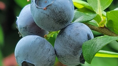 blueberries on farm