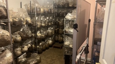 Mushroom incubation room.