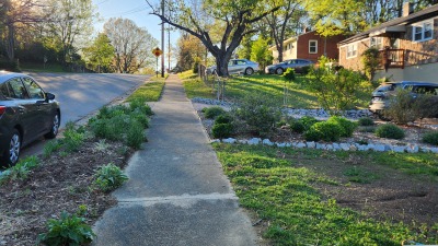 Front yard - pollinator garden 3