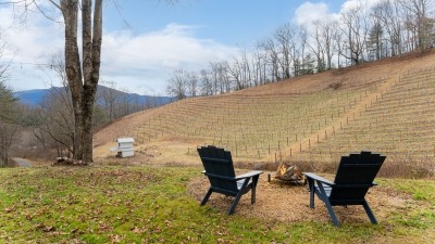 Vineyard with views