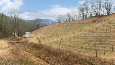 Vineyard in the dormant season