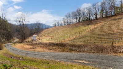 Vineyard in the dormant season