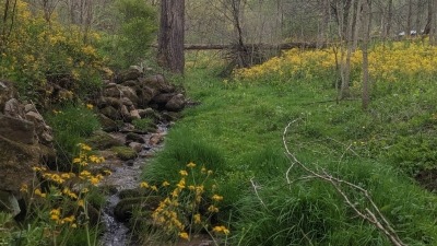 stream and yellow flowers