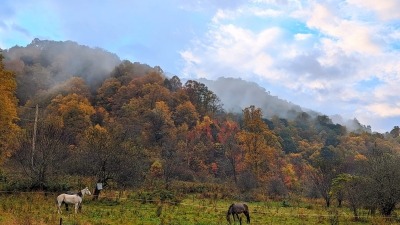 horses and fall mountains