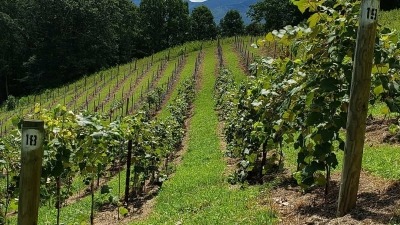 The vineyard in summer