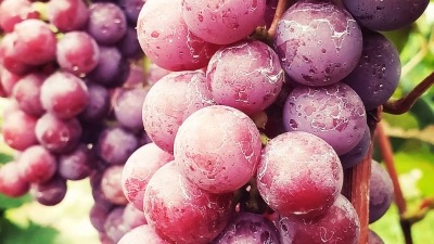 Catawba grapes