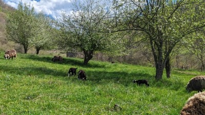 spring orchard and lambs