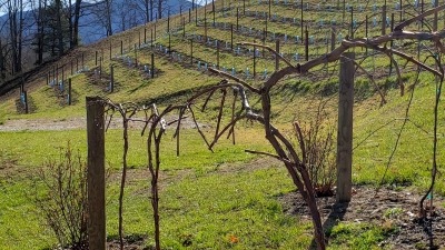 Vineyard in early spring