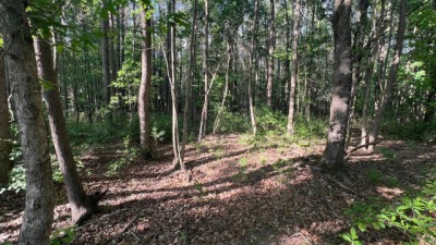 Wooded View