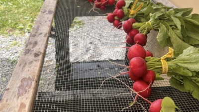 bright radishes
