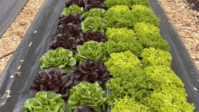 lettuce mix