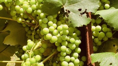 Unripe Catawba grapes