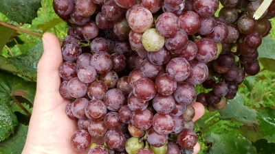 Catawba grapes on the vine