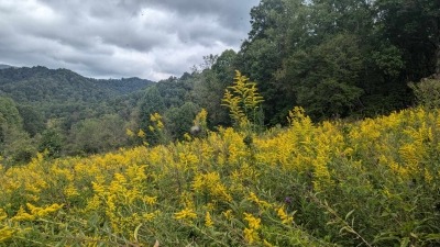 field of goldenrod in front of mountains