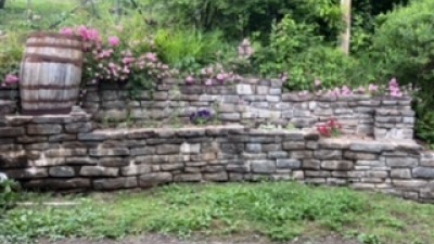 stone wall is a good microclimate for lemongrass