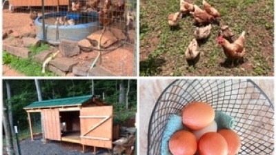 poultry has access to orchard, “pond” has a bathtub drain