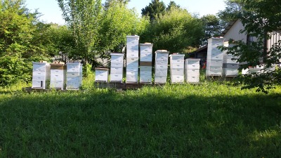 Apiary