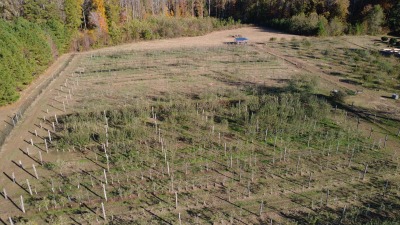 orchard with pasture 